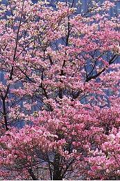 数字豪华版首次打折！ 《超级忍》DLC宣布加入《如龙》真岛吾朗